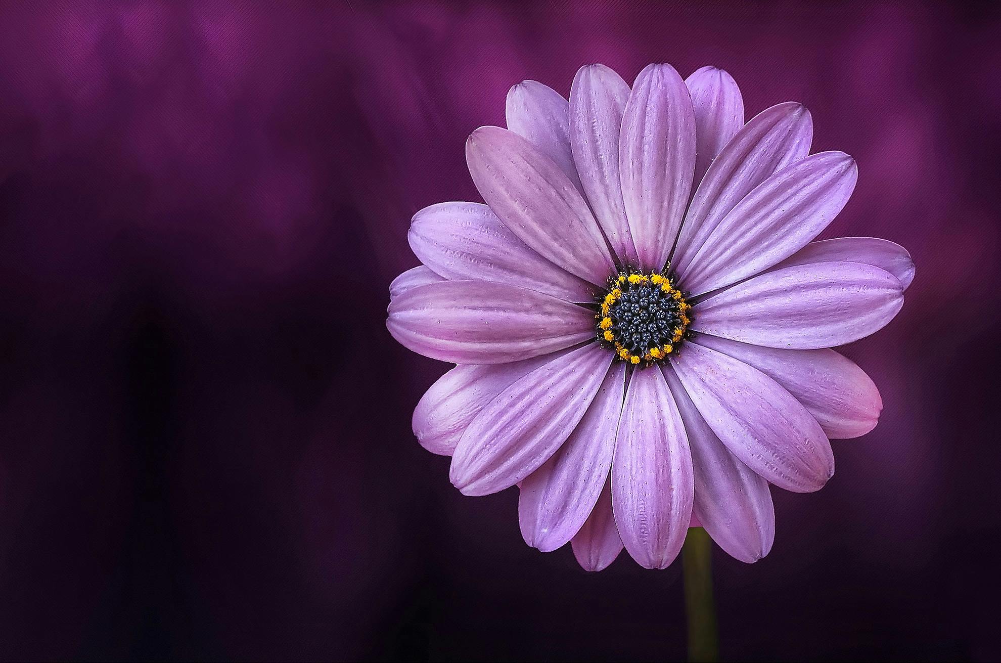 Close-up of a beautiful purple daisy on a dark background.
